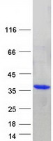 DENR / Density Regulated Protein - Purified recombinant protein DENR was analyzed by SDS-PAGE gel and Coomassie Blue Staining