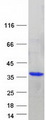DENR / Density Regulated Protein - Purified recombinant protein DENR was analyzed by SDS-PAGE gel and Coomassie Blue Staining