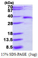 DERA Protein