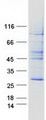 DERL2 / Derlin-2 Protein - Purified recombinant protein DERL2 was analyzed by SDS-PAGE gel and Coomassie Blue Staining