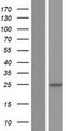 Derlin-3 / DERL3 Protein - Western validation with an anti-DDK antibody * L: Control HEK293 lysate R: Over-expression lysate