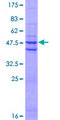 Dermatopontin / DPT Protein - 12.5% SDS-PAGE of human DPT stained with Coomassie Blue
