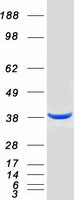 DFFA / ICAD / DFF45 Protein - Purified recombinant protein DFFA was analyzed by SDS-PAGE gel and Coomassie Blue Staining