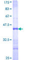 DFFB Protein - 12.5% SDS-PAGE Stained with Coomassie Blue.