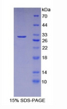 DFFB Protein - Recombinant Caspase Activated DNase By SDS-PAGE
