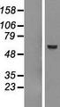 DFNA5 Protein - Western validation with an anti-DDK antibody * L: Control HEK293 lysate R: Over-expression lysate