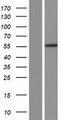 DGAT1 Protein - Western validation with an anti-DDK antibody * L: Control HEK293 lysate R: Over-expression lysate