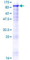 DGCR2 Protein - 12.5% SDS-PAGE of human DGCR2 stained with Coomassie Blue