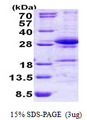 DGCR6L Protein