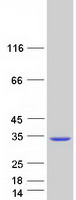 DGCR6L Protein - Purified recombinant protein DGCR6L was analyzed by SDS-PAGE gel and Coomassie Blue Staining