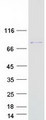 DGKA Protein - Purified recombinant protein DGKA was analyzed by SDS-PAGE gel and Coomassie Blue Staining