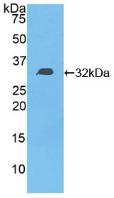 DGKE / DGK Epsilon Protein - Active Diacylglycerol Kinase Epsilon (DGKe) by WB