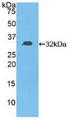 DGKE / DGK Epsilon Protein - Active Diacylglycerol Kinase Epsilon (DGKe) by WB