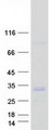 DGUOK / Deoxyguanosine Kinase Protein - Purified recombinant protein DGUOK was analyzed by SDS-PAGE gel and Coomassie Blue Staining