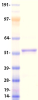 DHCR24 / Seladin-1 Protein - Purified recombinant protein DHCR24 was analyzed by SDS-PAGE gel and Coomassie Blue Staining