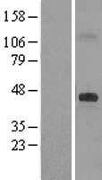 DHCR7 Protein - Western validation with an anti-DDK antibody * L: Control HEK293 lysate R: Over-expression lysate
