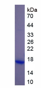 DHH / Desert Hedgehog Protein - Recombinant Hedgehog Homolog, Desert By SDS-PAGE