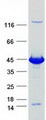 DHPS Protein - Purified recombinant protein DHPS was analyzed by SDS-PAGE gel and Coomassie Blue Staining