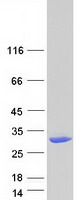 DHRS11 / MGC4172 Protein - Purified recombinant protein DHRS11 was analyzed by SDS-PAGE gel and Coomassie Blue Staining