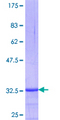 DHRS2 / HEP27 Protein - 12.5% SDS-PAGE Stained with Coomassie Blue.