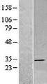 DHRS4 / PSCD Protein - Western validation with an anti-DDK antibody * L: Control HEK293 lysate R: Over-expression lysate