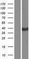 DHRS7 Protein - Western validation with an anti-DDK antibody * L: Control HEK293 lysate R: Over-expression lysate