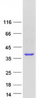 DHRSX Protein - Purified recombinant protein DHRSX was analyzed by SDS-PAGE gel and Coomassie Blue Staining