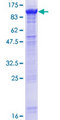 DHX32 Protein - 12.5% SDS-PAGE of human DHX32 stained with Coomassie Blue