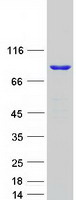 DHX32 Protein - Purified recombinant protein DHX32 was analyzed by SDS-PAGE gel and Coomassie Blue Staining