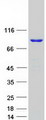 DHX32 Protein - Purified recombinant protein DHX32 was analyzed by SDS-PAGE gel and Coomassie Blue Staining