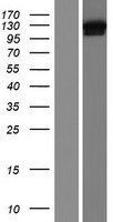 DHX36 Protein - Western validation with an anti-DDK antibody * L: Control HEK293 lysate R: Over-expression lysate