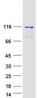 DHX36 Protein - Purified recombinant protein DHX36 was analyzed by SDS-PAGE gel and Coomassie Blue Staining