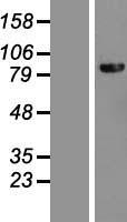 DHX40 Protein - Western validation with an anti-DDK antibody * L: Control HEK293 lysate R: Over-expression lysate