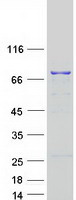 DHX58 / LGP2 Protein - Purified recombinant protein DHX58 was analyzed by SDS-PAGE gel and Coomassie Blue Staining