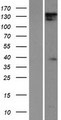 DIAPH1 Protein - Western validation with an anti-DDK antibody * L: Control HEK293 lysate R: Over-expression lysate