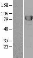 Dipeptidyl Peptidase 3 / DPP3 Protein - Western validation with an anti-DDK antibody * L: Control HEK293 lysate R: Over-expression lysate