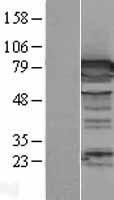 Dipeptidyl Peptidase 3 / DPP3 Protein - Western validation with an anti-DDK antibody * L: Control HEK293 lysate R: Over-expression lysate