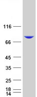 Dipeptidyl Peptidase 3 / DPP3 Protein - Purified recombinant protein DPP3 was analyzed by SDS-PAGE gel and Coomassie Blue Staining