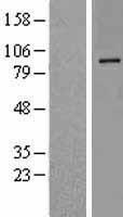 Dipeptidylpeptidase 10 / DPP10 Protein - Western validation with an anti-DDK antibody * L: Control HEK293 lysate R: Over-expression lysate