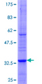 Dipeptidylpeptidase 10 / DPP10 Protein - 12.5% SDS-PAGE Stained with Coomassie Blue.
