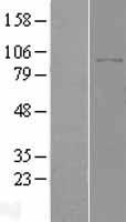 Dipeptidylpeptidase 8 / DPP8 Protein - Western validation with an anti-DDK antibody * L: Control HEK293 lysate R: Over-expression lysate