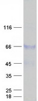 Disulfide Isomerase / TXNDC15 Protein - Purified recombinant protein TXNDC15 was analyzed by SDS-PAGE gel and Coomassie Blue Staining