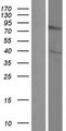 DIXDC1 Protein - Western validation with an anti-DDK antibody * L: Control HEK293 lysate R: Over-expression lysate