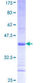 DJ858B16.2 / PISD Protein - 12.5% SDS-PAGE Stained with Coomassie Blue.