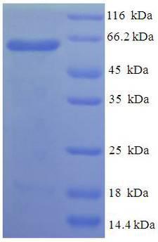 DJ858B16.2 / PISD Protein