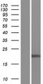 DKFZp434A0131 Protein (DKFZP434A0131) Protein - Western validation with an anti-DDK antibody * L: Control HEK293 lysate R: Over-expression lysate