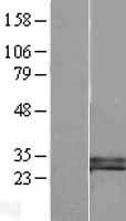 DKK1 Protein - Western validation with an anti-DDK antibody * L: Control HEK293 lysate R: Over-expression lysate