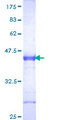 DKK1 Protein - 12.5% SDS-PAGE Stained with Coomassie Blue.