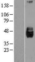 DKK3 Protein - Western validation with an anti-DDK antibody * L: Control HEK293 lysate R: Over-expression lysate
