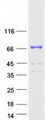 DLAT / PDC-E2 Protein - Purified recombinant protein DLAT was analyzed by SDS-PAGE gel and Coomassie Blue Staining